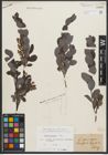 Foto von Salix starkeana Willd.